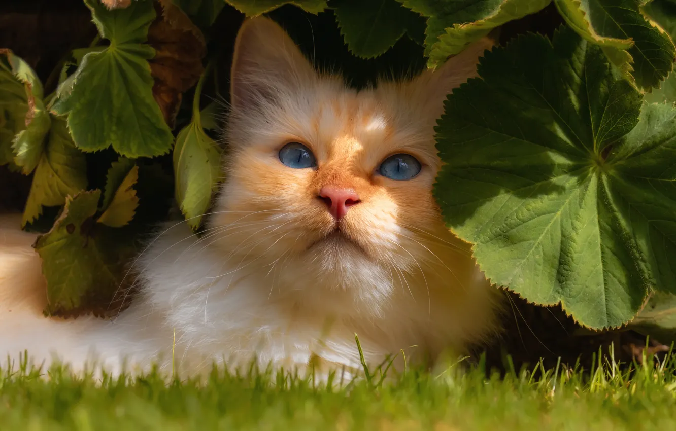 Photo wallpaper cat, cat, look, leaves, red, muzzle, cat