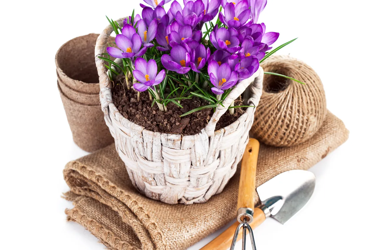 Photo wallpaper flowers, tangle, crocuses, pot