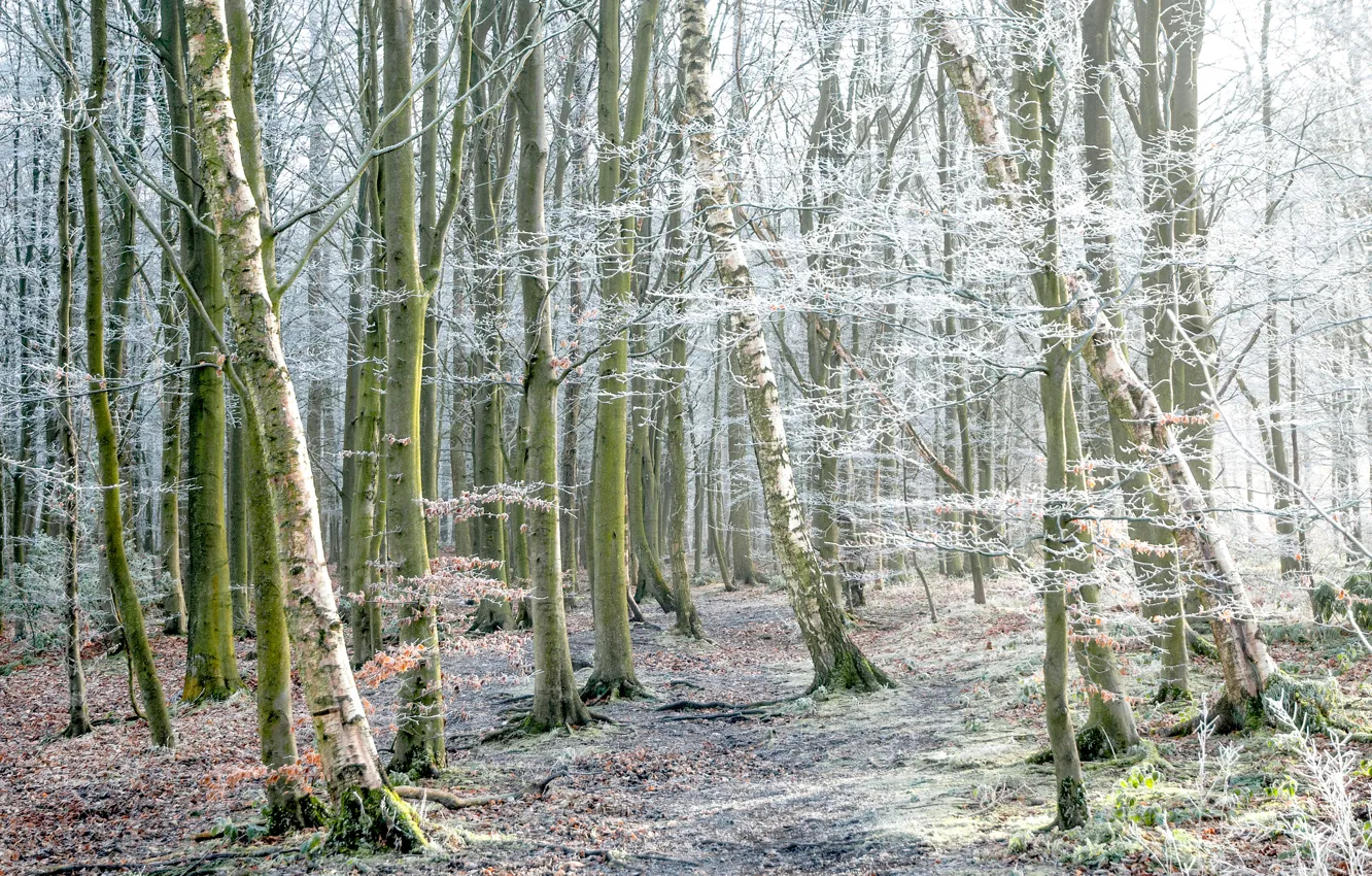Photo wallpaper frost, autumn, forest, trees