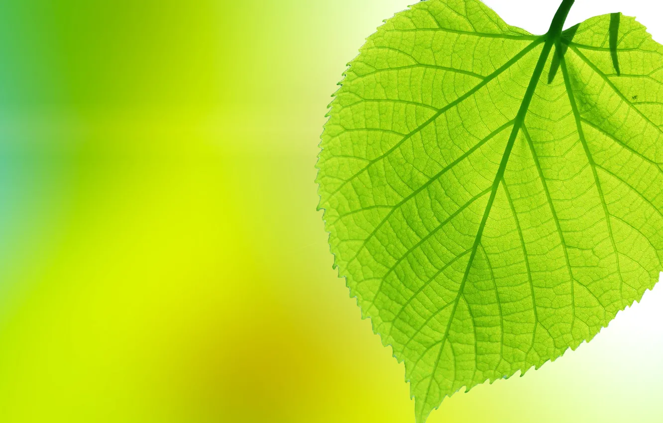 Photo wallpaper summer, leaves, background