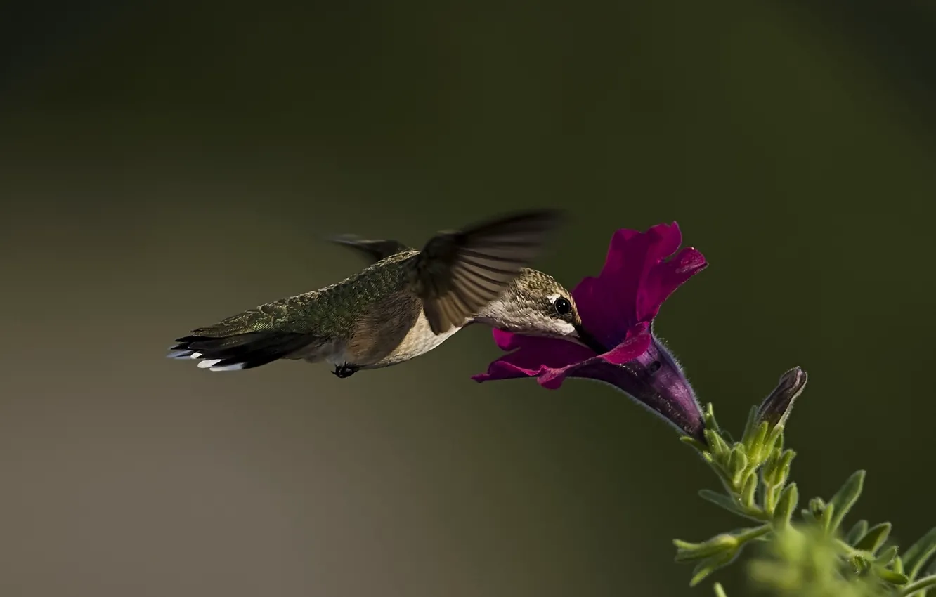 Photo wallpaper macro, flowers, bird, Hummingbird, Petunia