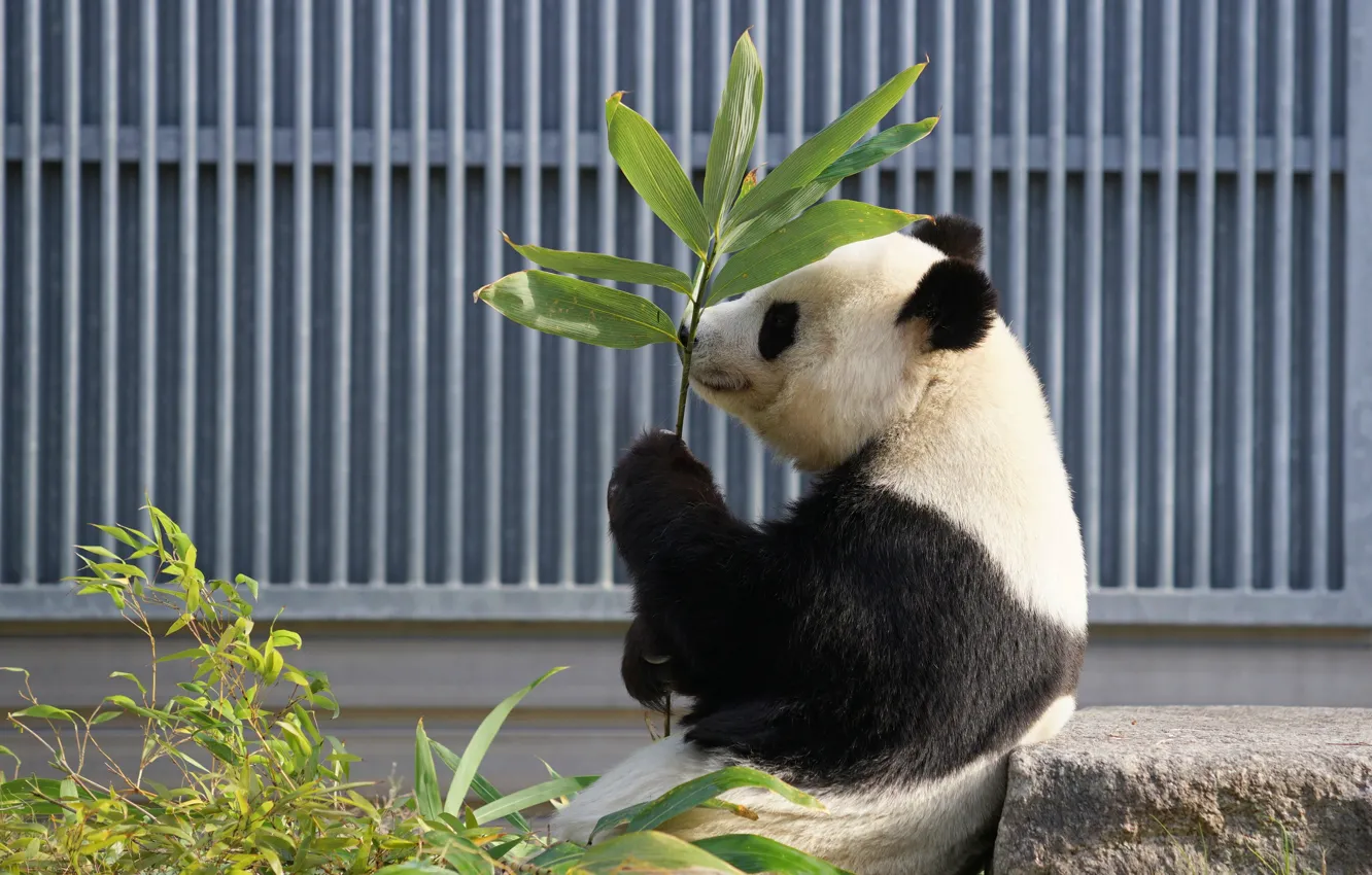 Photo wallpaper face, leaves, branches, nature, pose, the fence, bear, Panda