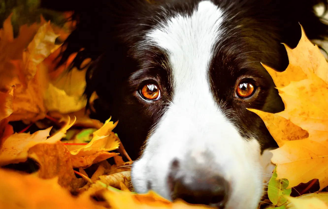 Photo wallpaper autumn, eyes, look, face, leaves, close-up, portrait, dog