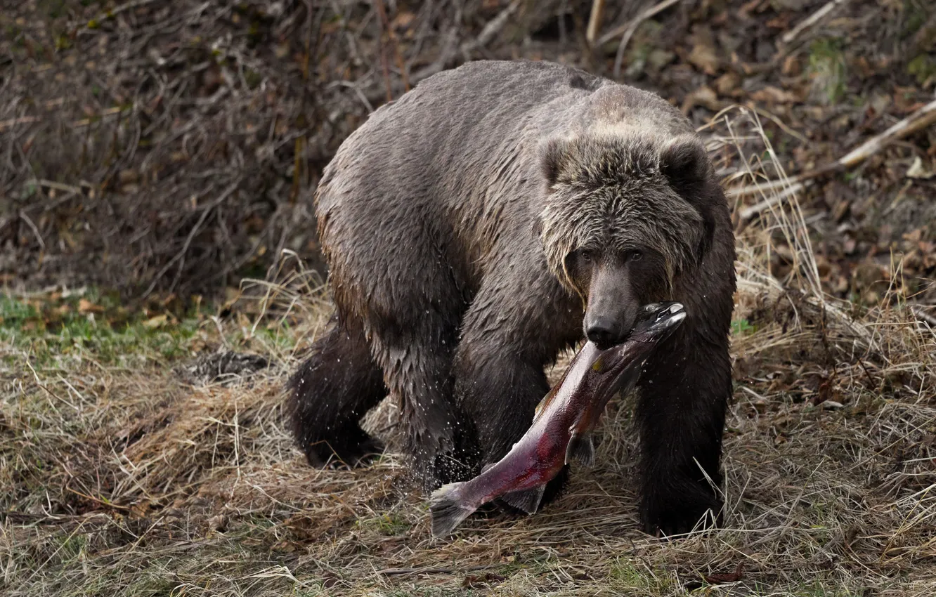 Photo wallpaper autumn, grass, look, face, shore, wet, fish, predator