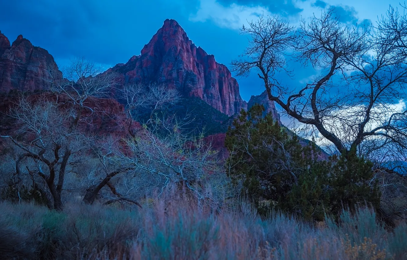 Photo wallpaper trees, mountains, parks, national Park, Zion