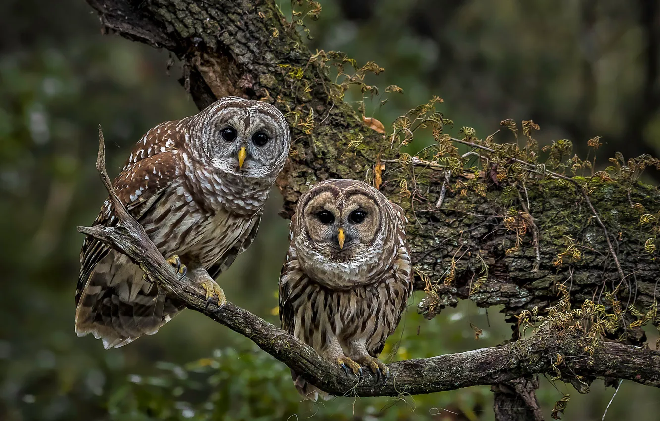 Photo wallpaper birds, tree, branch, owls, a couple, A barred owl