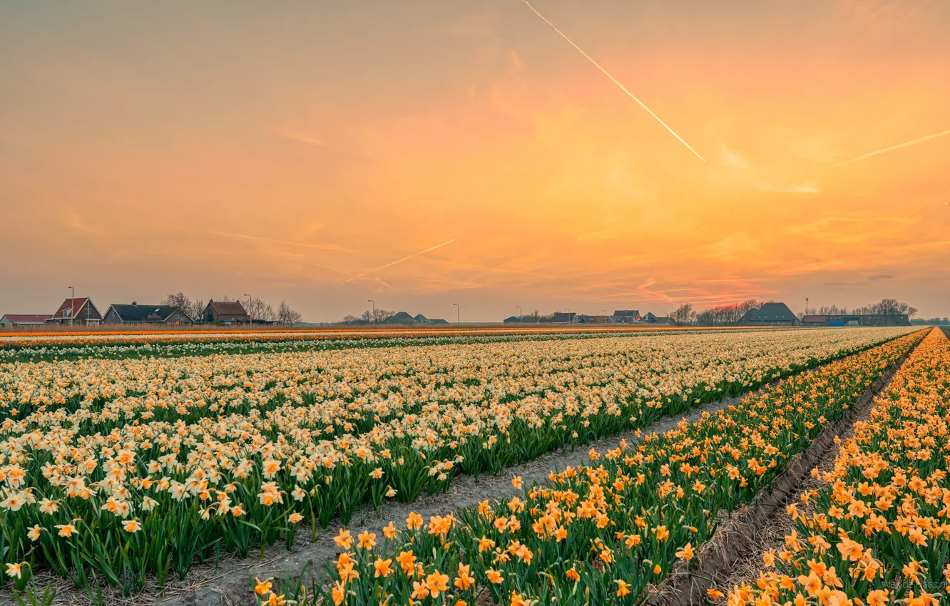 Photo wallpaper field, flowers, daffodils
