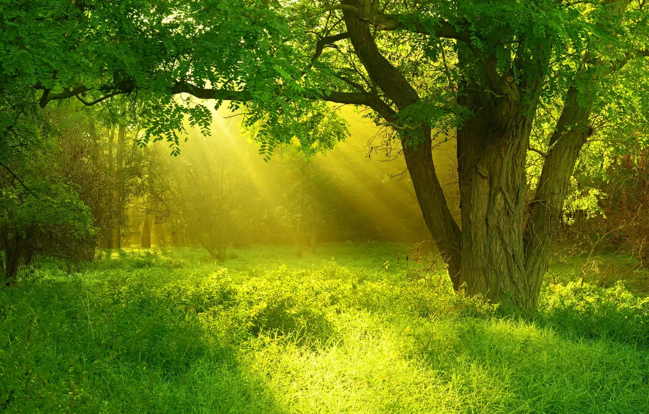 Photo wallpaper forest, grass, trees, landscape, nature, glade, plant, grass