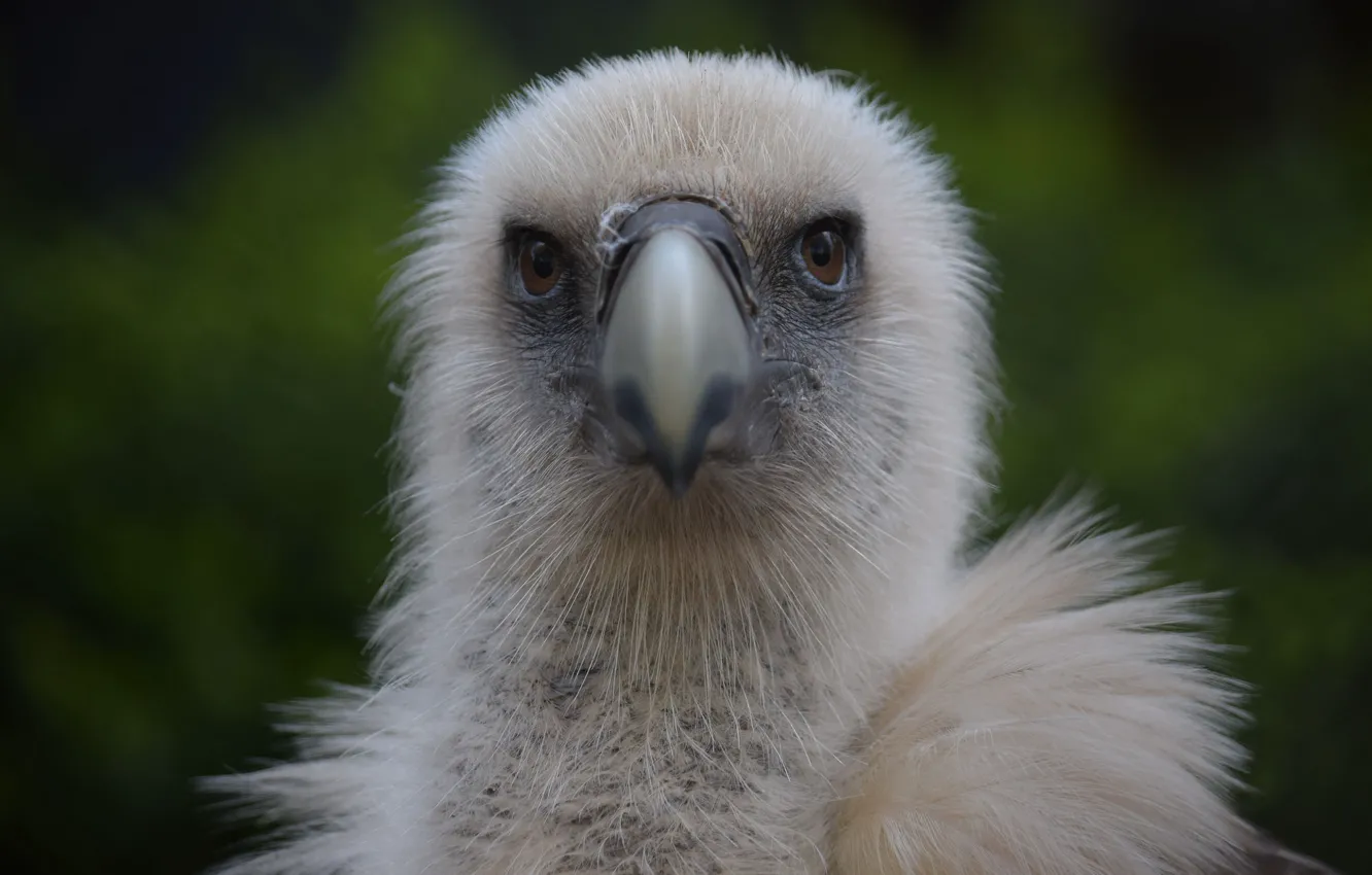 Photo wallpaper bird, eagle, beak