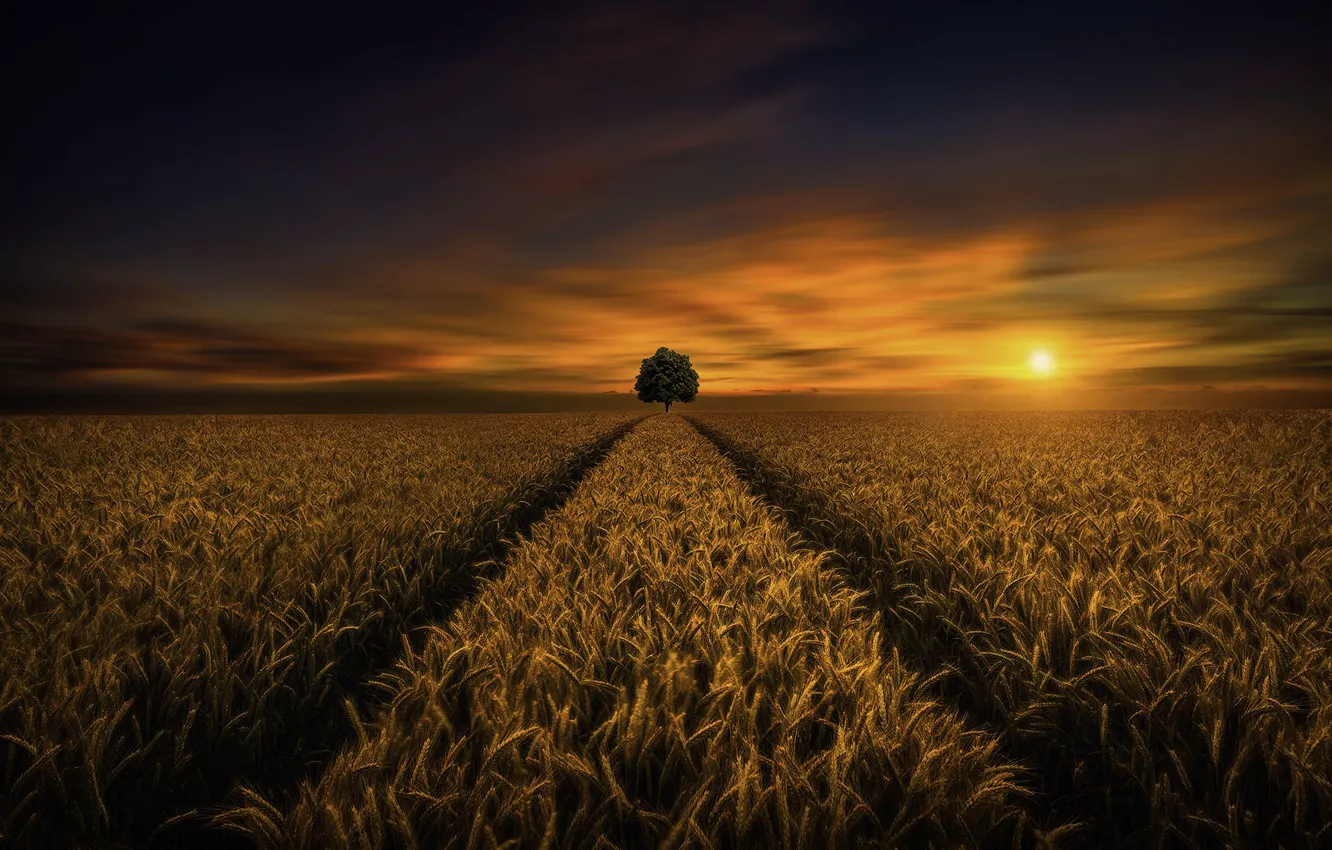Photo wallpaper wheat, field, sunset, tree, Saydani Hmetosche