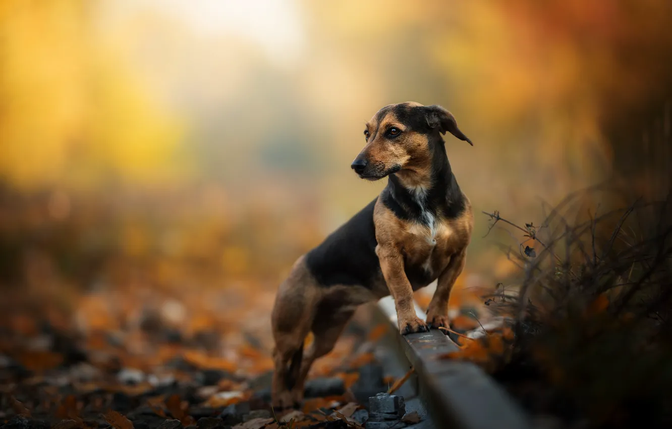 Photo wallpaper autumn, rails, dog, bokeh, Dachshund