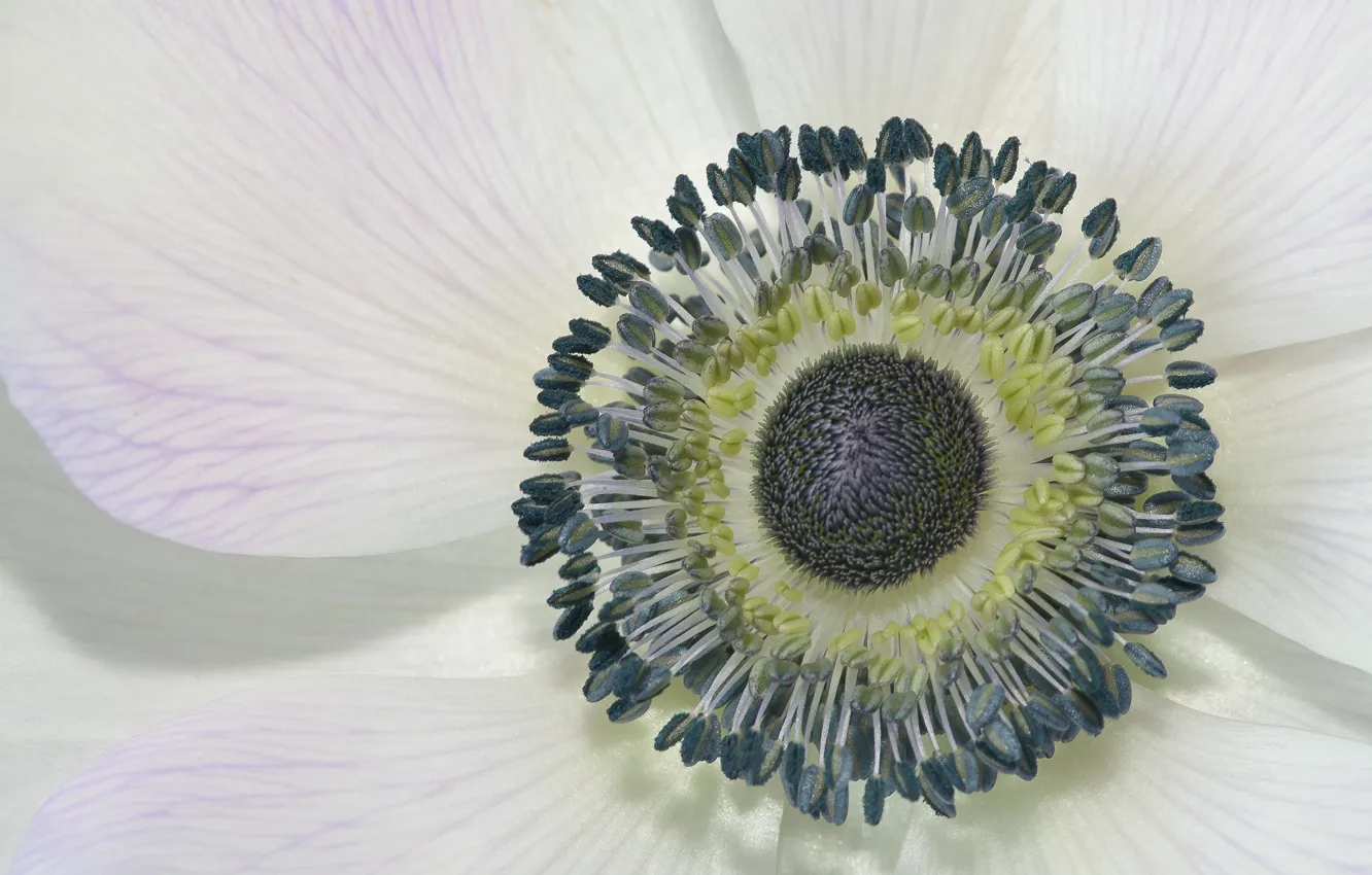 Photo wallpaper flowers, petals, anemonastrum