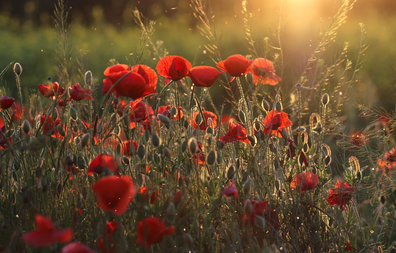 Photo wallpaper light, flowers, red, Maki, meadow, buds, bokeh, blade of grass