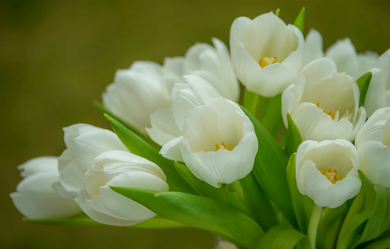 Photo wallpaper tenderness, bouquet, tulips, white