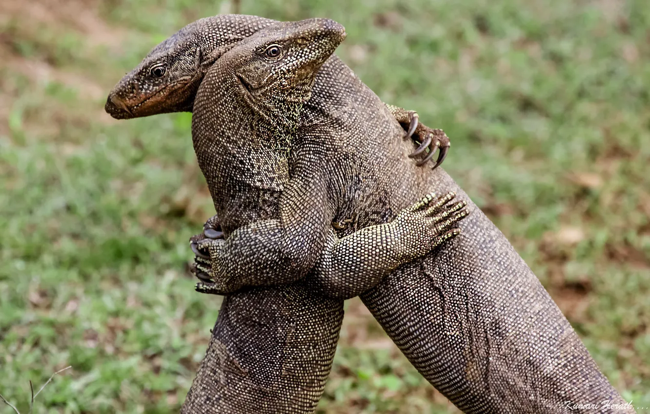 Photo wallpaper hugs, a couple, lizards, hugs, lizards