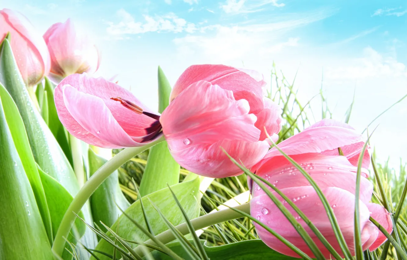 Photo wallpaper grass, flowers, spring, tulips, pink