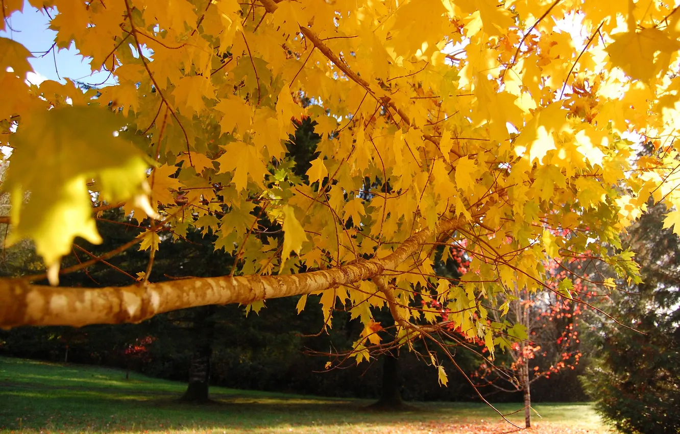Photo wallpaper autumn, leaves, Park, tree