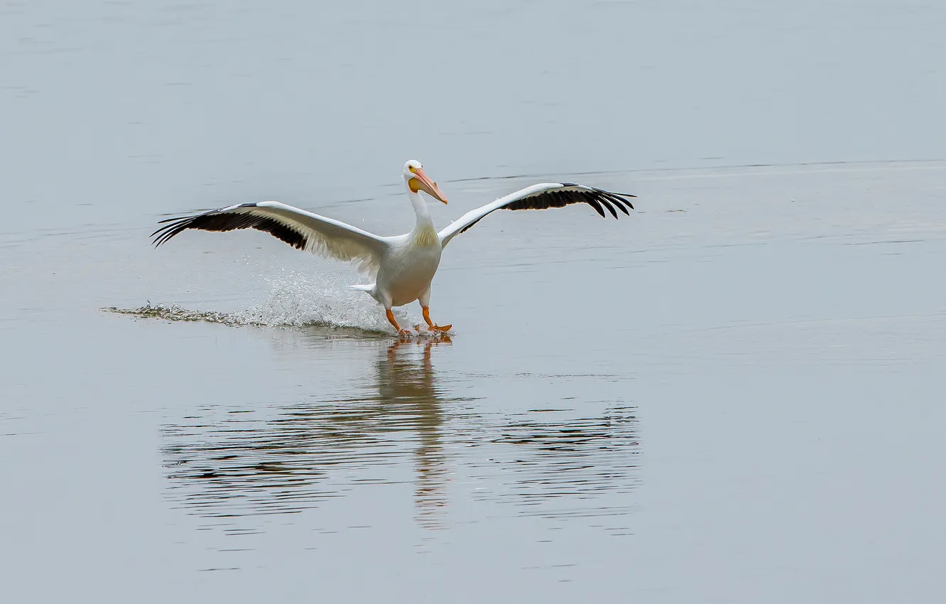 Photo wallpaper water, bird, wings, beak, landing, Pelican
