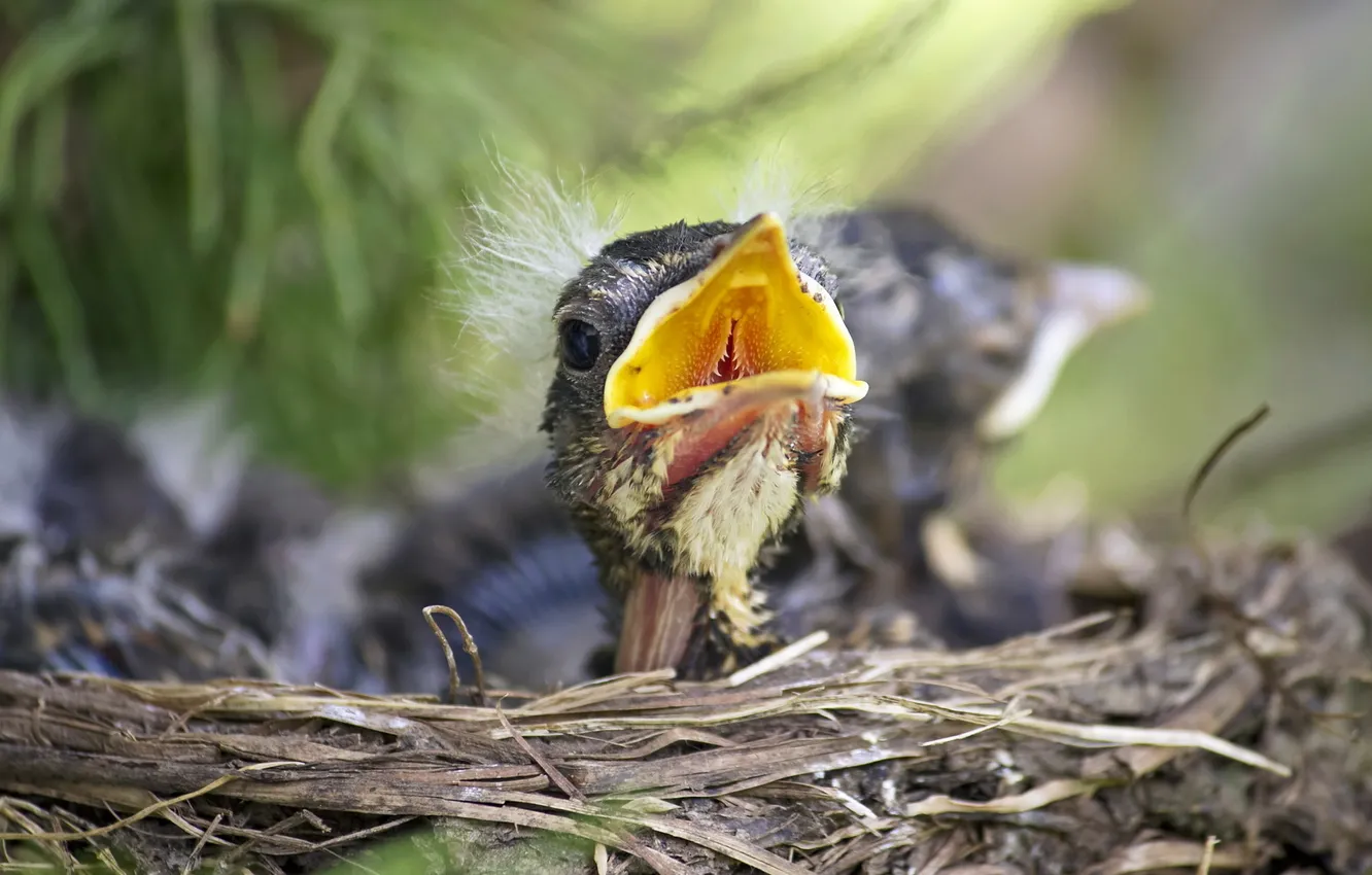 Photo wallpaper nature, bird, socket
