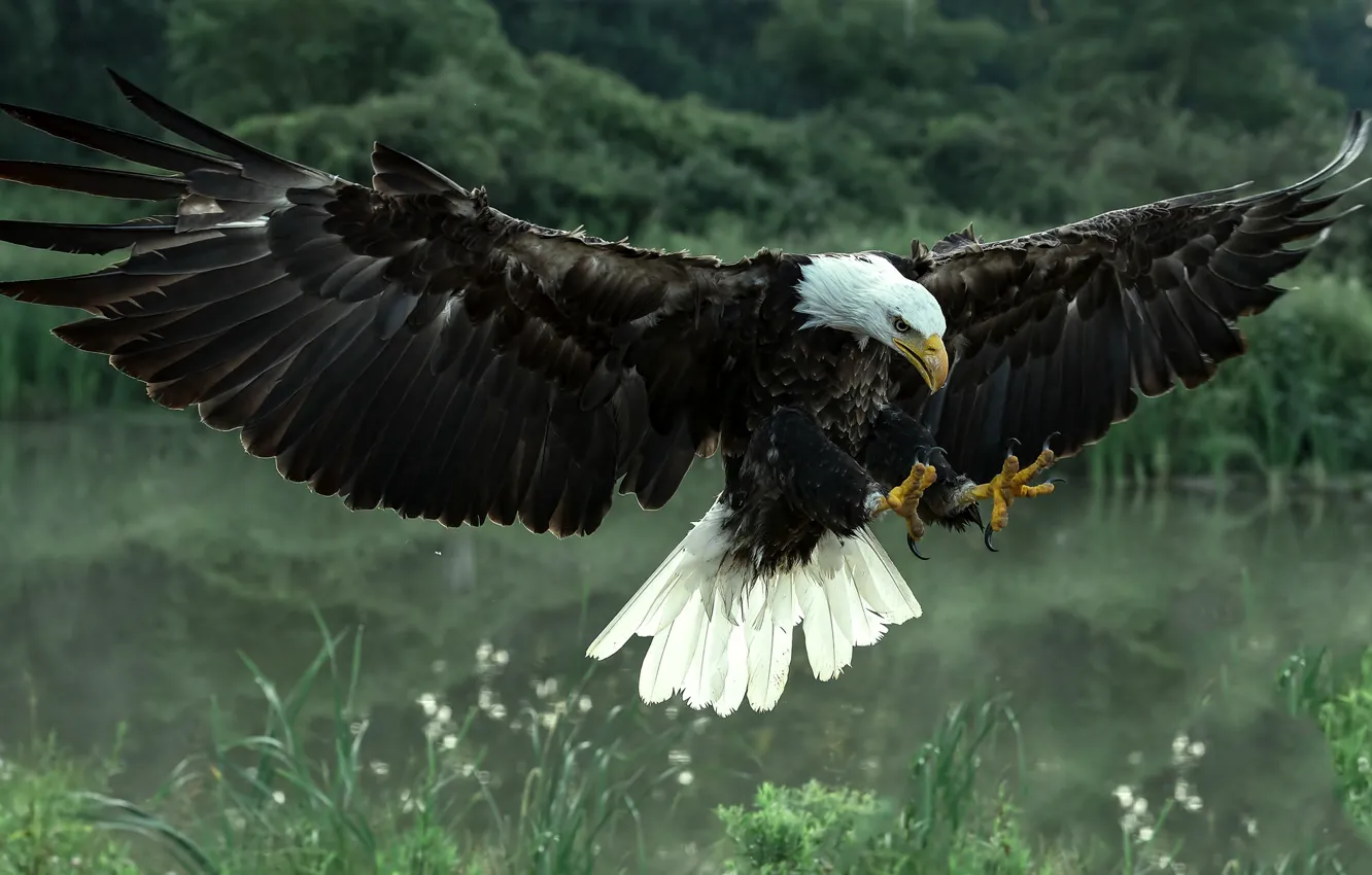 Photo wallpaper bird, wings, predator, hawk, Bald eagle