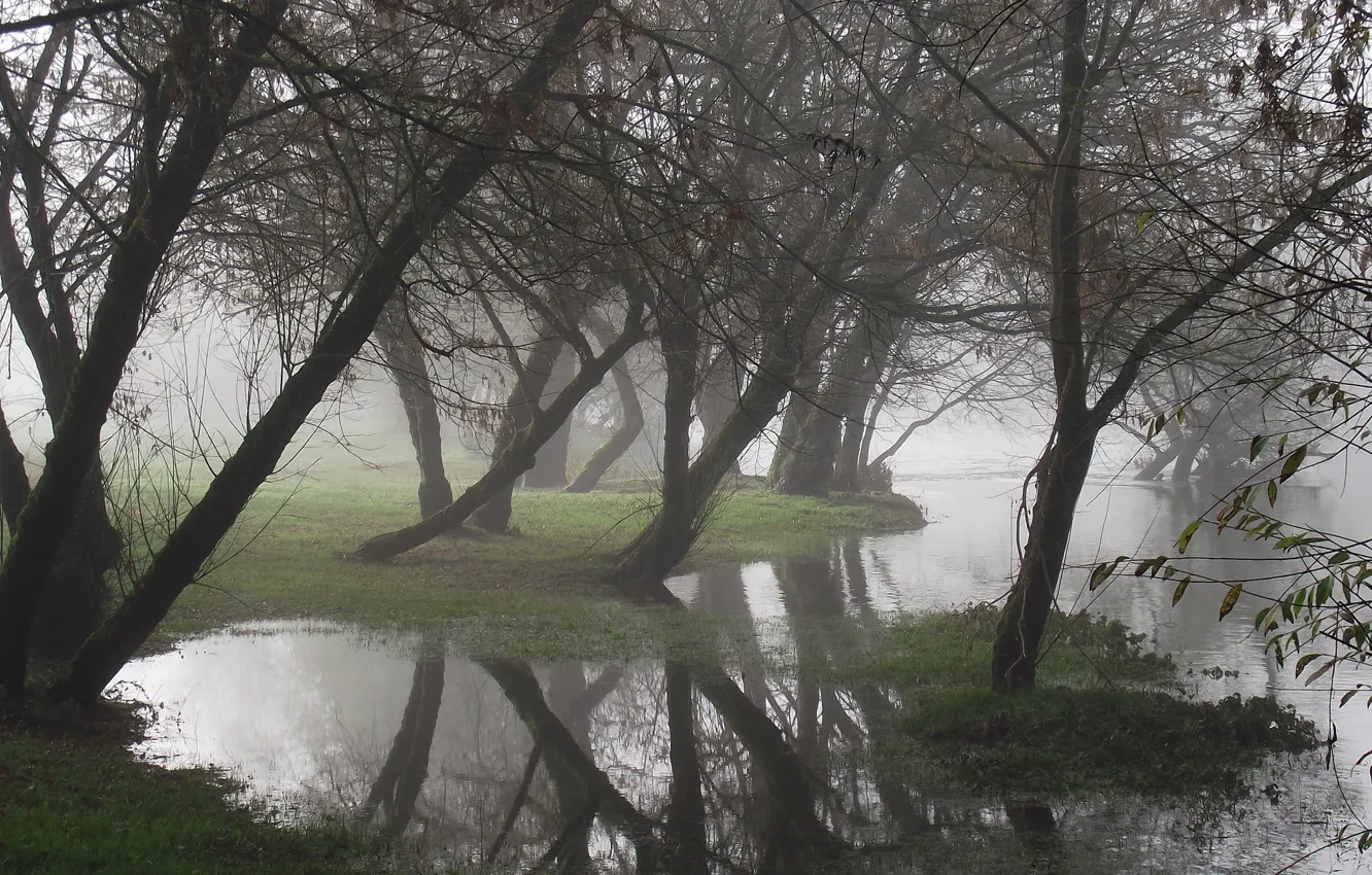Photo wallpaper water, trees, fog, reflection
