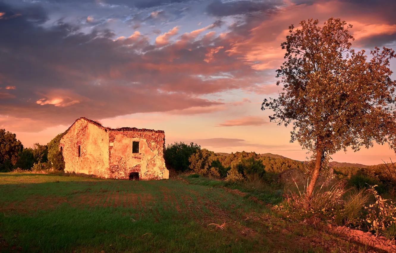 Photo wallpaper field, autumn, the sky, grass, clouds, light, trees, sunset