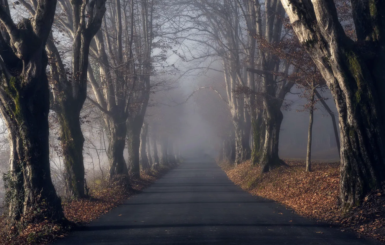 Photo wallpaper road, autumn, fog