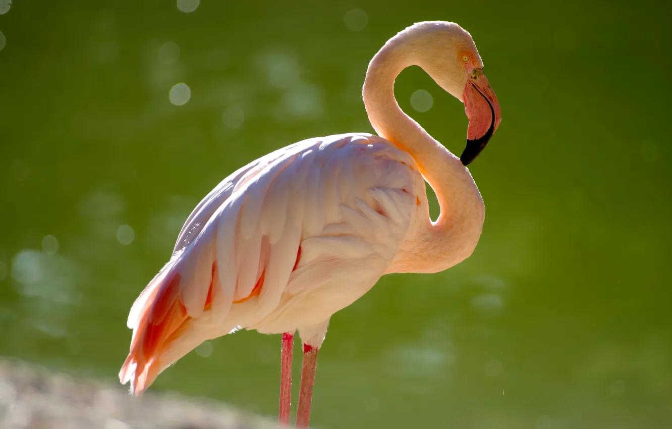 Photo wallpaper bird, Flamingo, pink flamingos