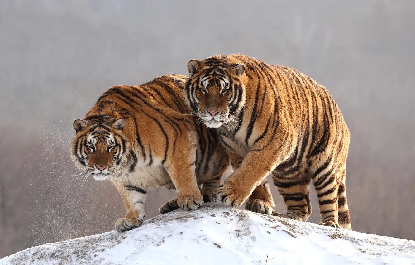 Photo wallpaper together, bokeh, cat, Gudkov Andrey, A pair of tigers, on an elevation