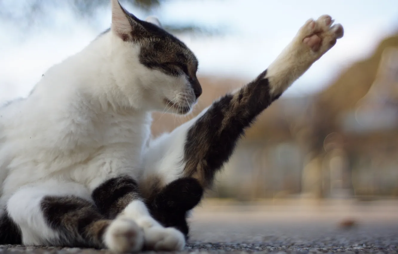 Photo wallpaper cat, Koshak, Tomcat, foot
