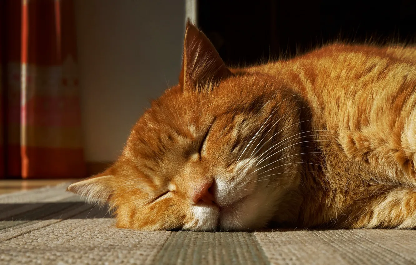 Photo wallpaper cat, cat, light, comfort, house, sleep, portrait, red