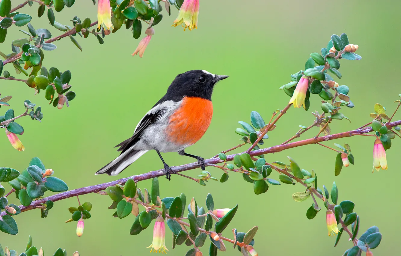 Photo wallpaper leaves, branches, nature, bird, paint, beak, Australia, ognennaya petroika