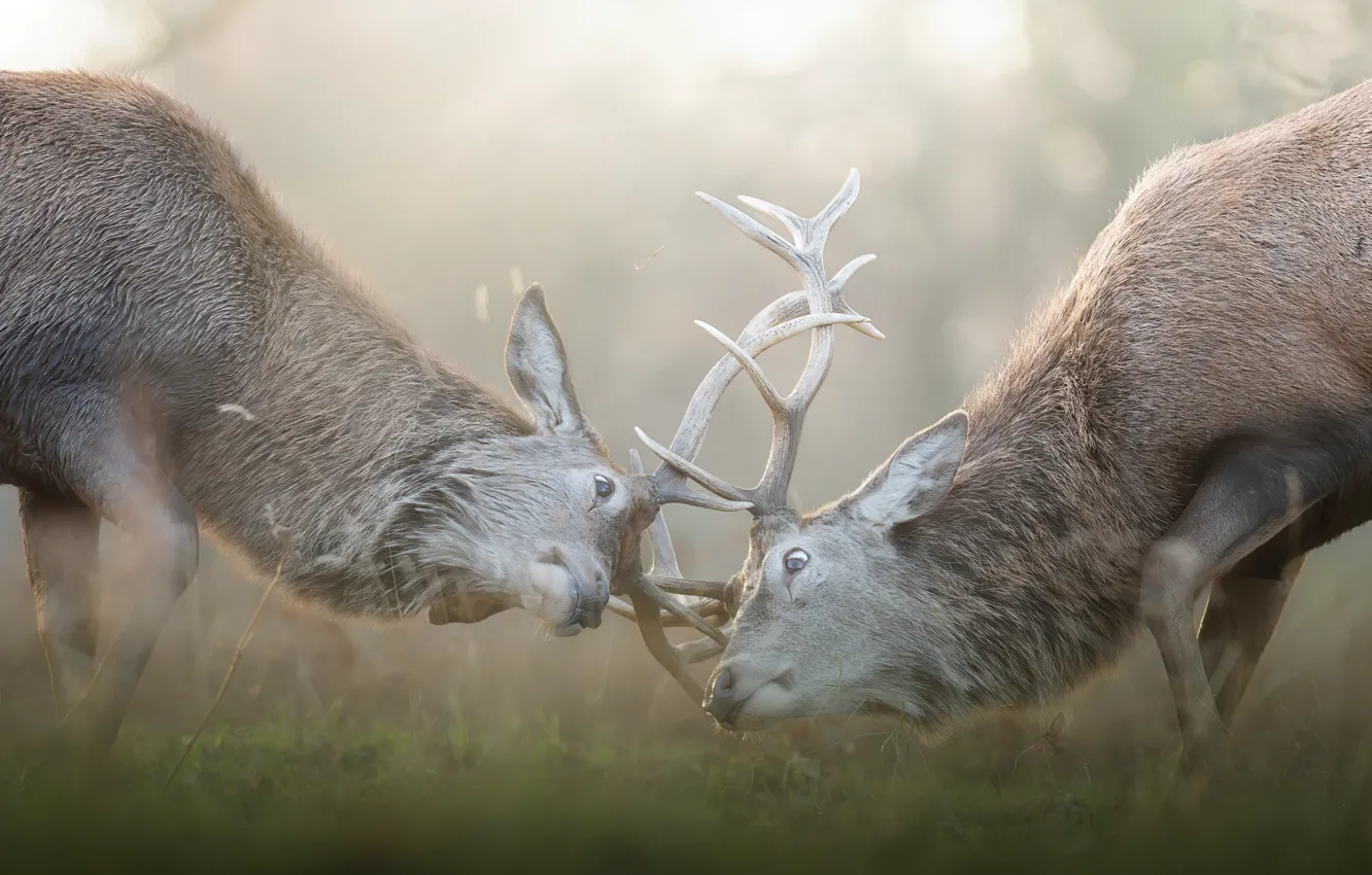 Photo wallpaper pose, fight, pair, haze, horns, deer, two, muzzle