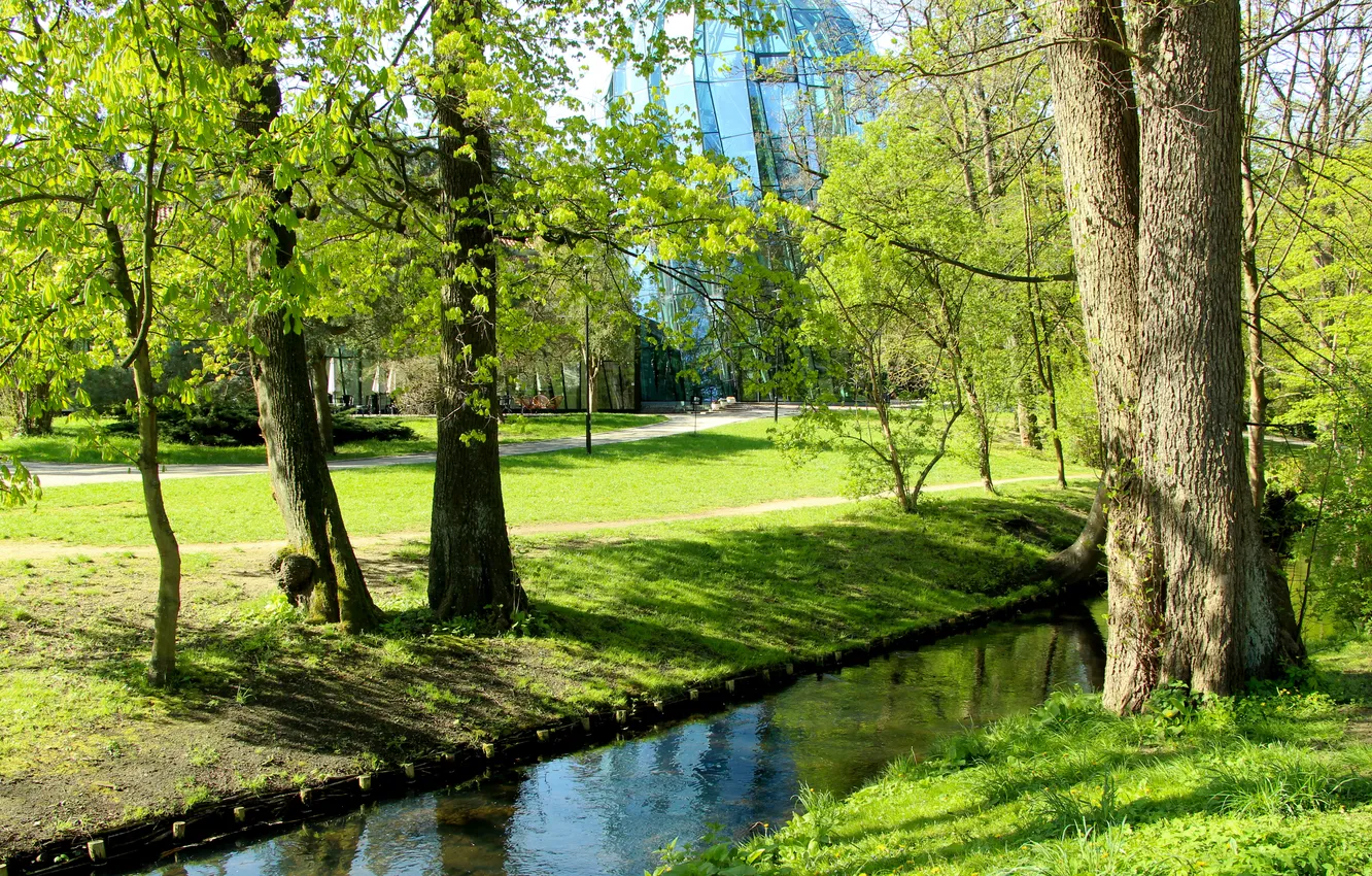 Photo wallpaper trees, park, stream