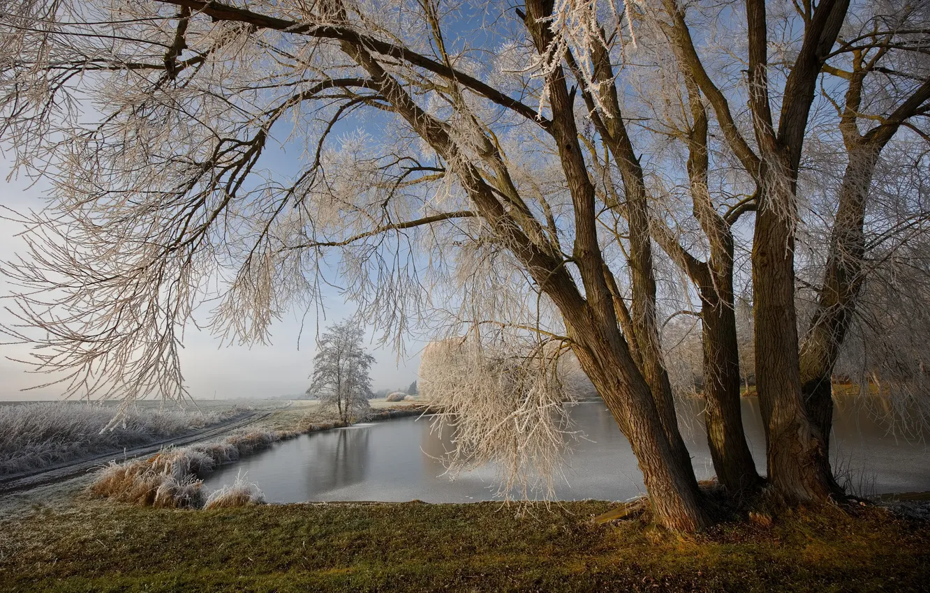 Photo wallpaper frost, trees, nature, lake