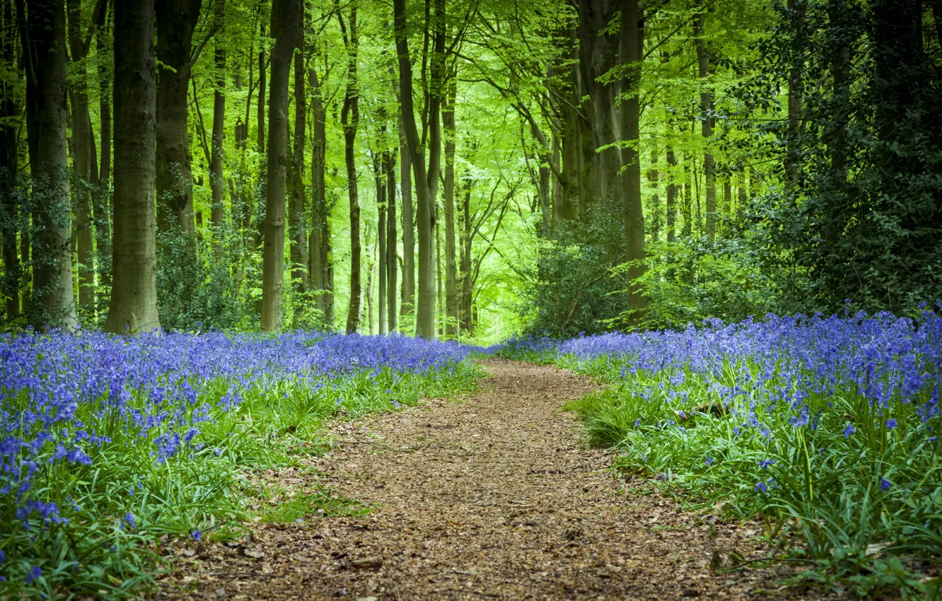 Photo wallpaper forest, summer, trees, flowers, nature, path