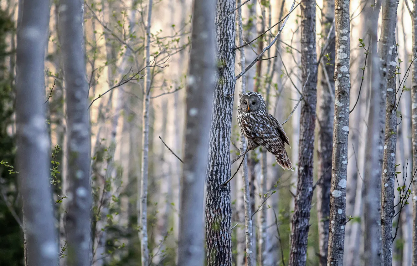 Photo wallpaper forest, owl, bird, owl