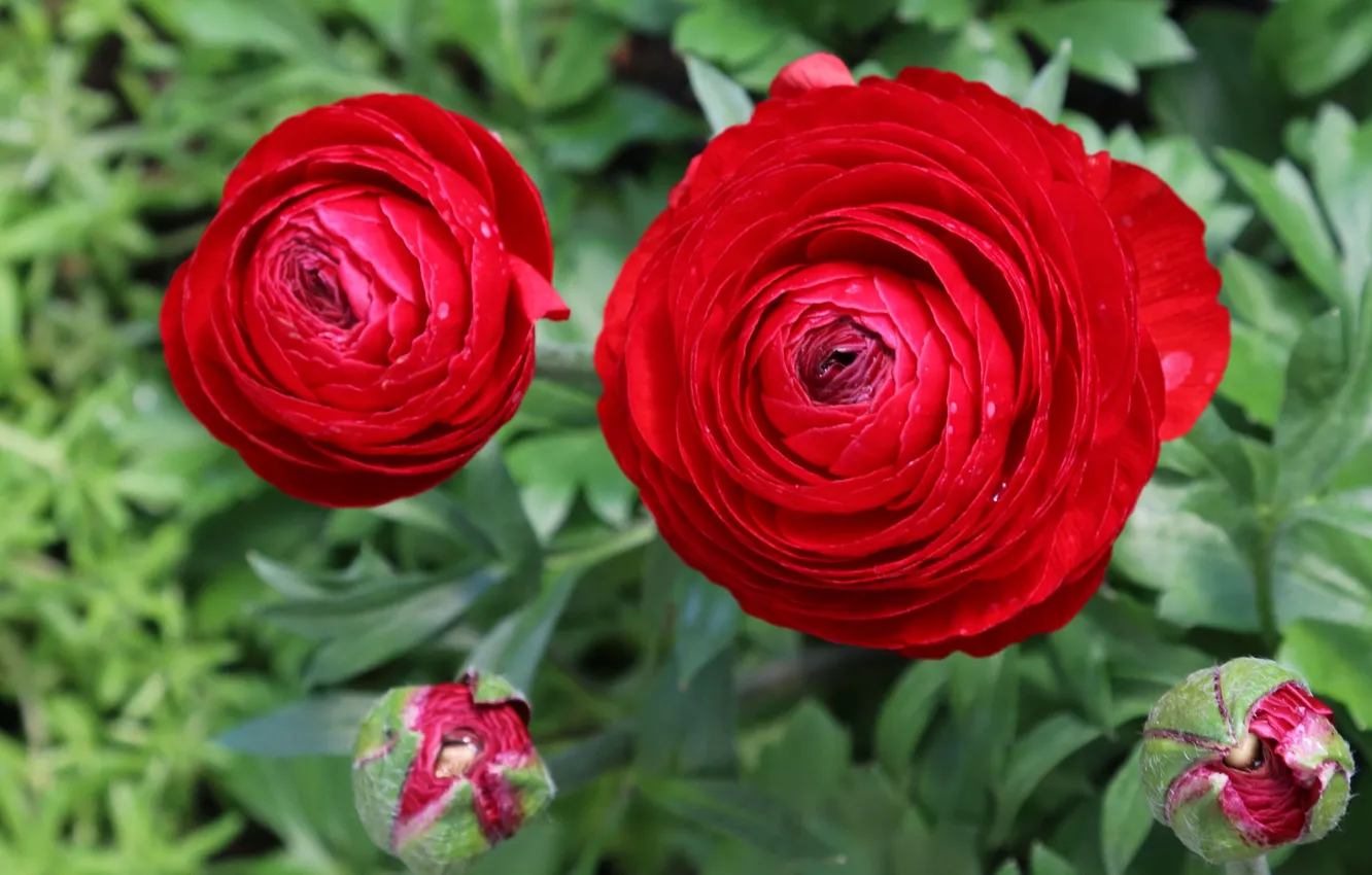 Photo wallpaper red, red, flowers, Ranunculus