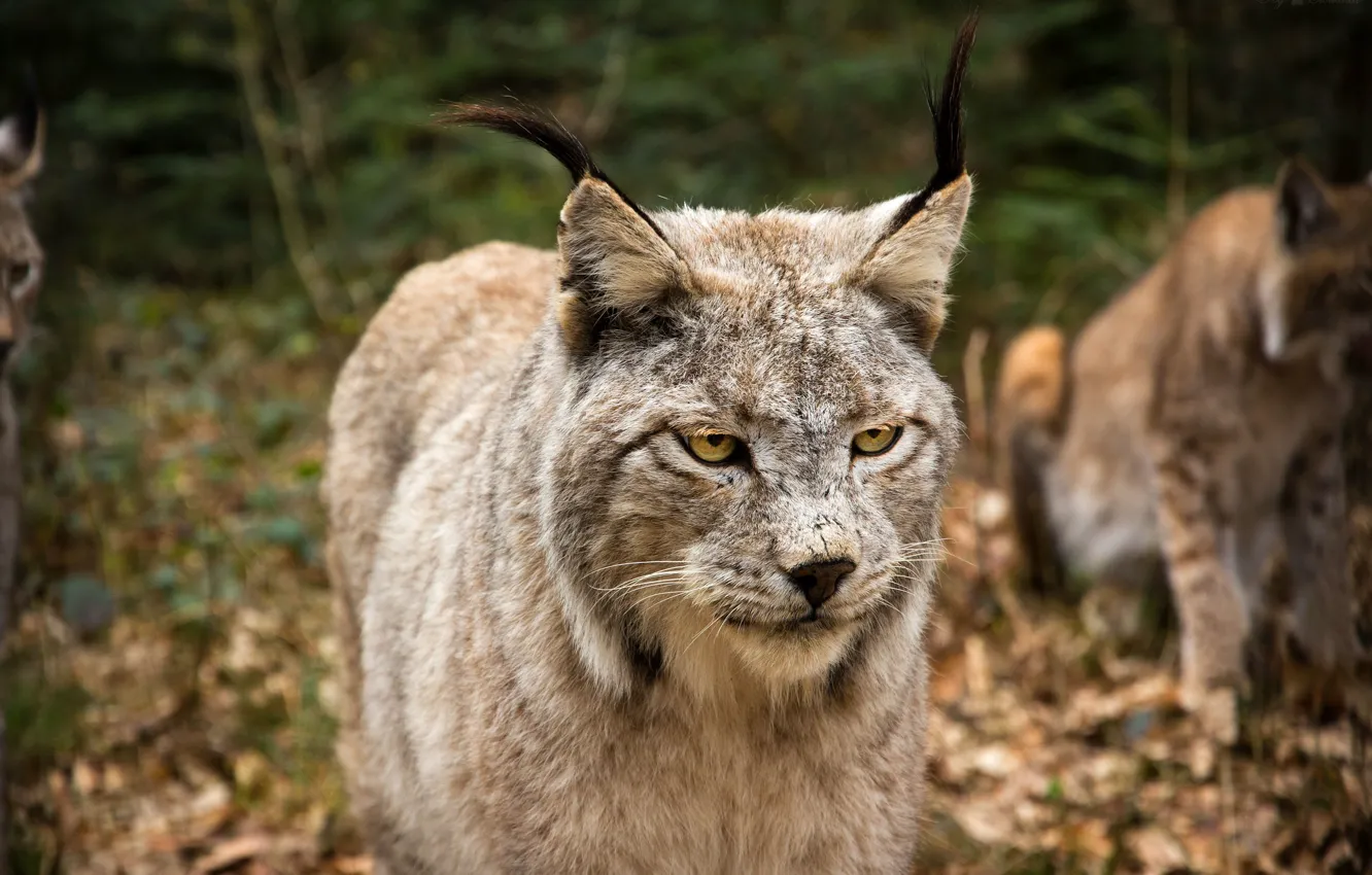 Photo wallpaper cat, look, face, lynx