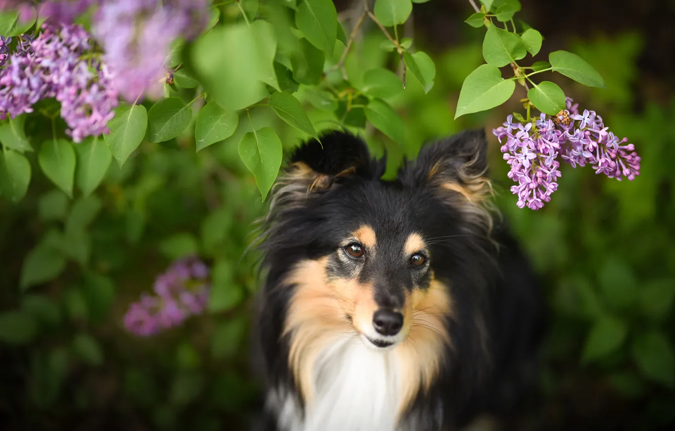 Photo wallpaper look, nature, pose, dog, face