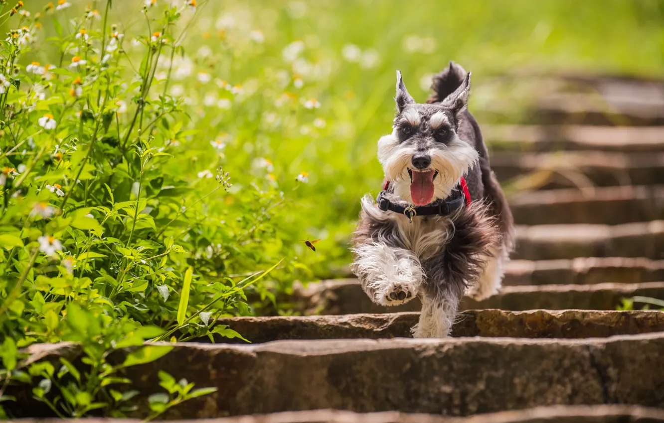 Photo wallpaper look, each, dog