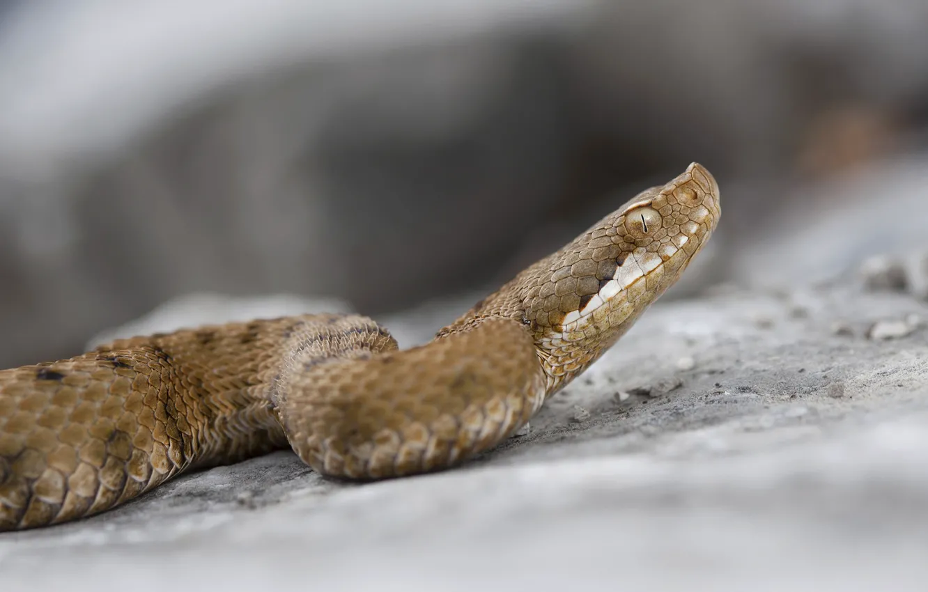 Photo wallpaper background, snake, crawling