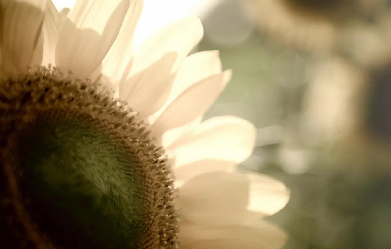 Photo wallpaper macro, flowers, nature