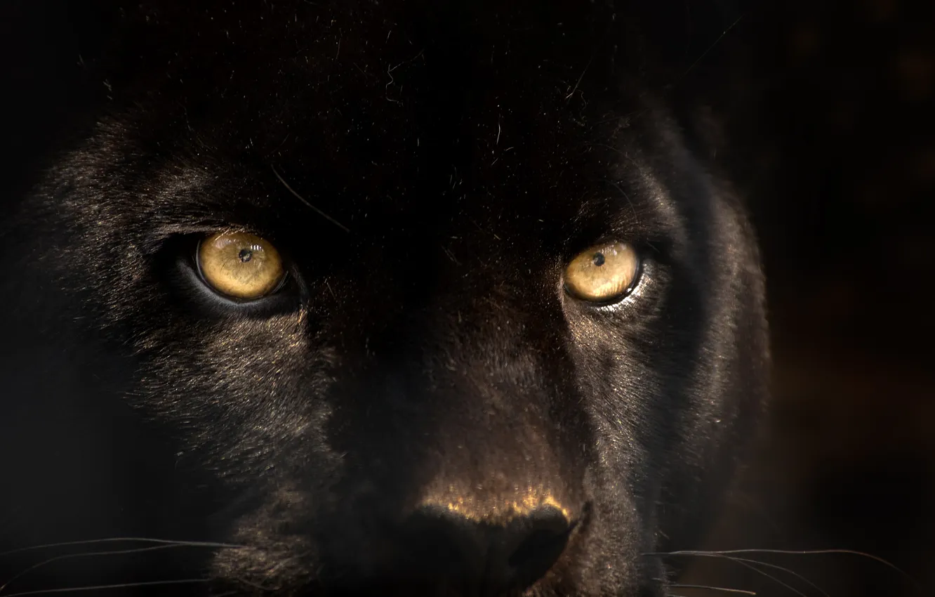 Photo wallpaper cat, look, animal, black, Panther