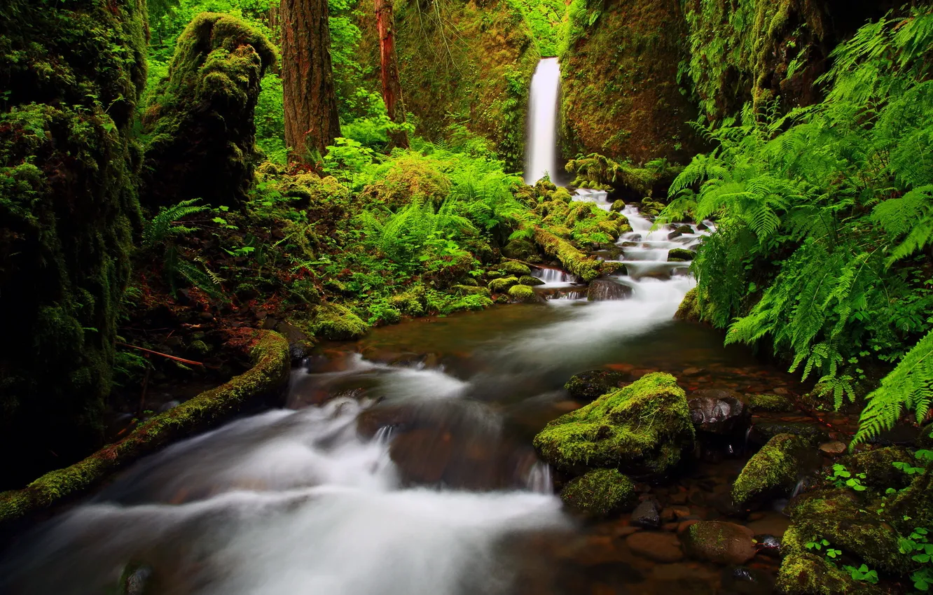 Photo wallpaper forest, nature, river, photo, waterfall, Oregon, Columbia