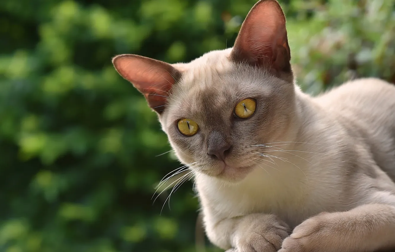 Photo wallpaper cat, muzzle, The Burmese, Burma