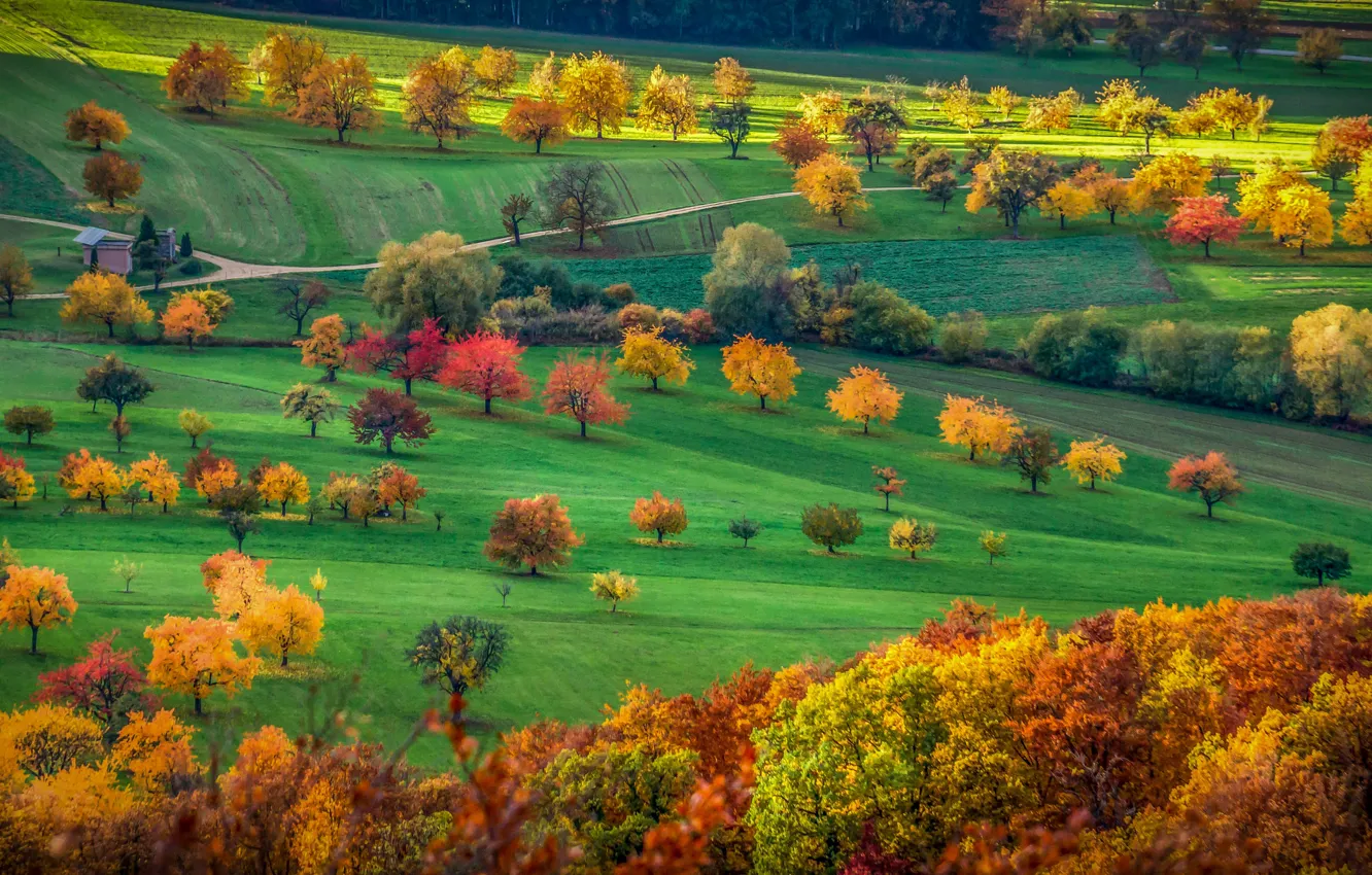 Photo wallpaper field, autumn, trees, Switzerland, valley