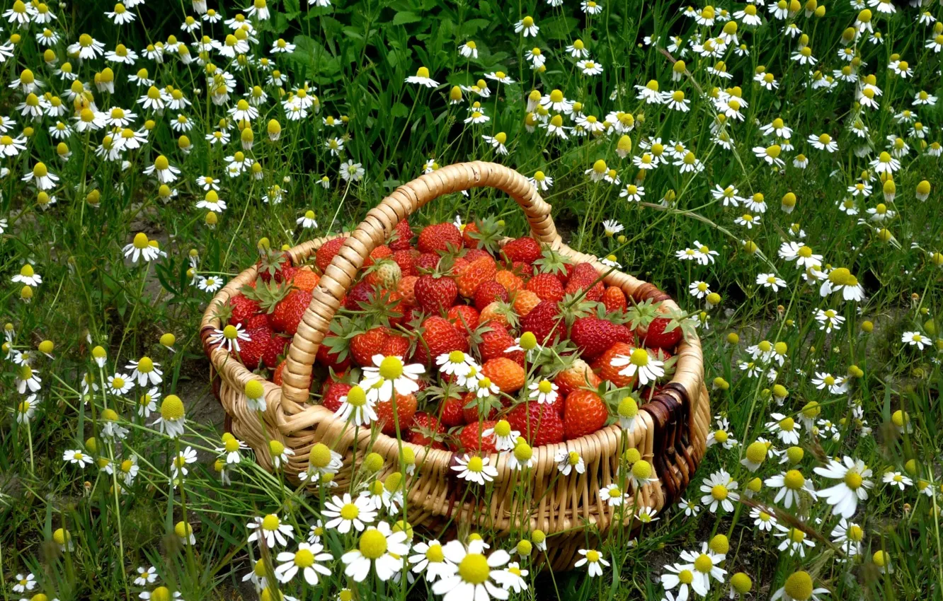 Photo wallpaper BACKGROUND, GRASS, RED, STRAWBERRY, CHAMOMILE, FOOD, BASKET