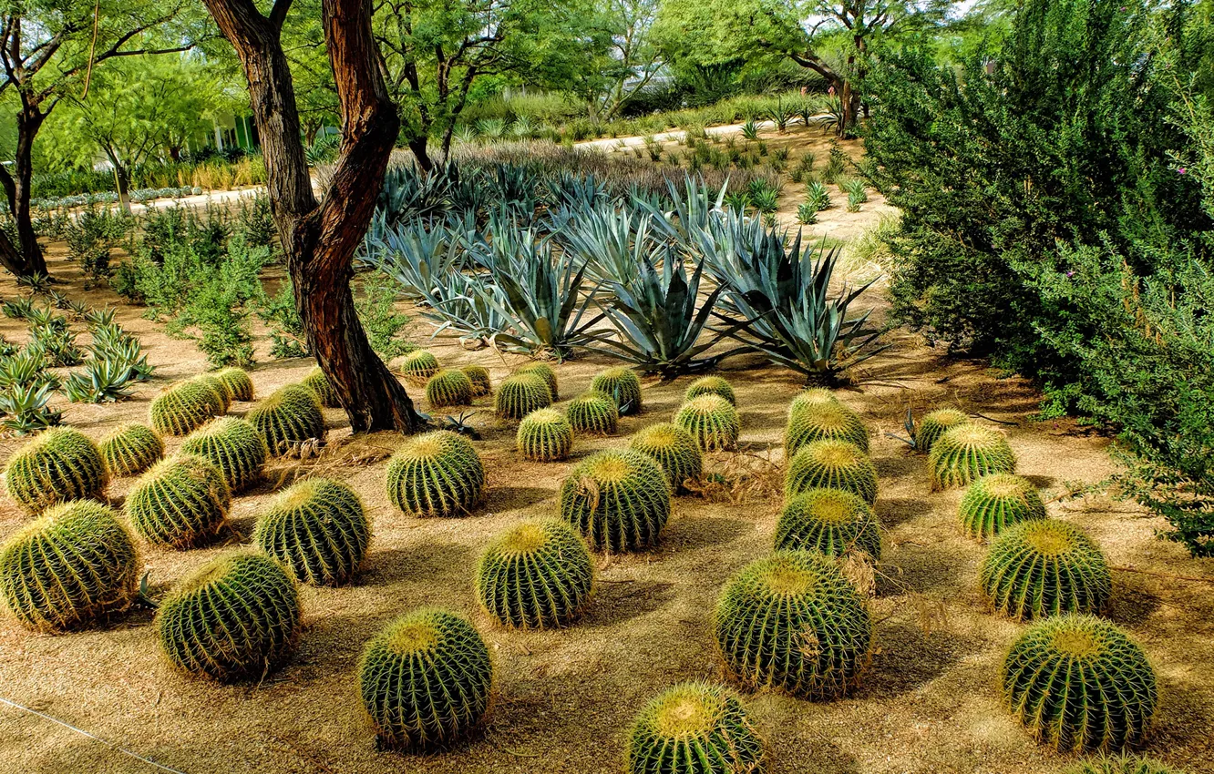 Photo wallpaper trees, CA, cacti, USA, the bushes, ranch, Rancho Mirage, Sunnylands