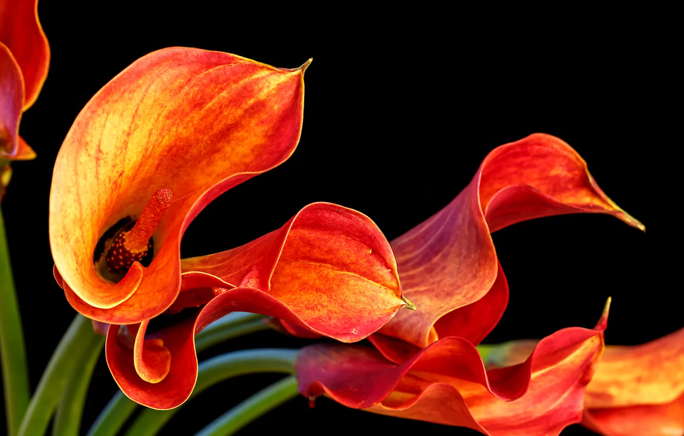 Photo wallpaper flowers, flowers, Calla lilies, Calla